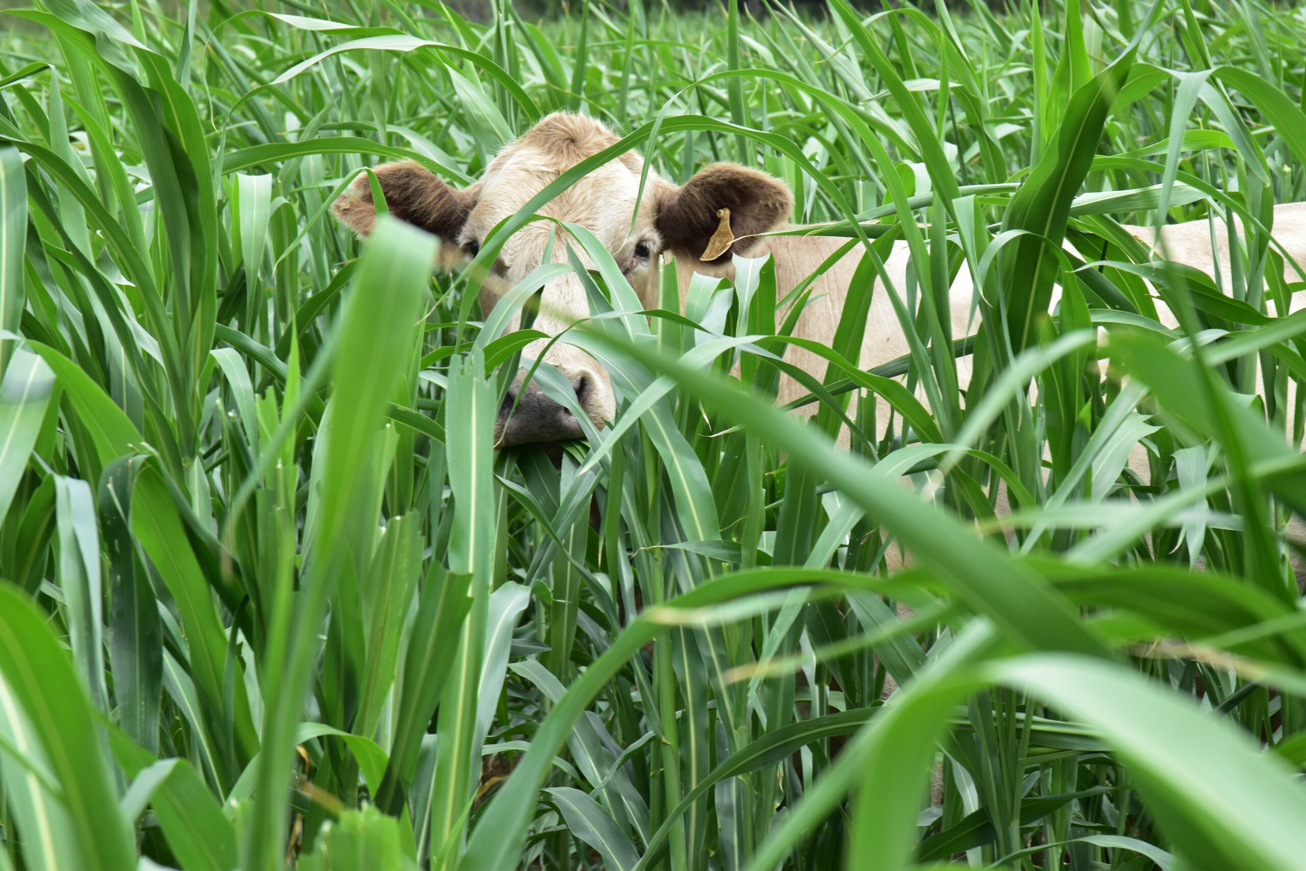 chomper forage sorghum