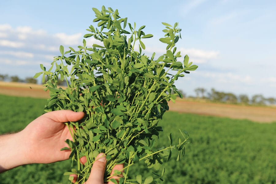 SWSeedCo_Lucerne-Feed-Quality-Trial