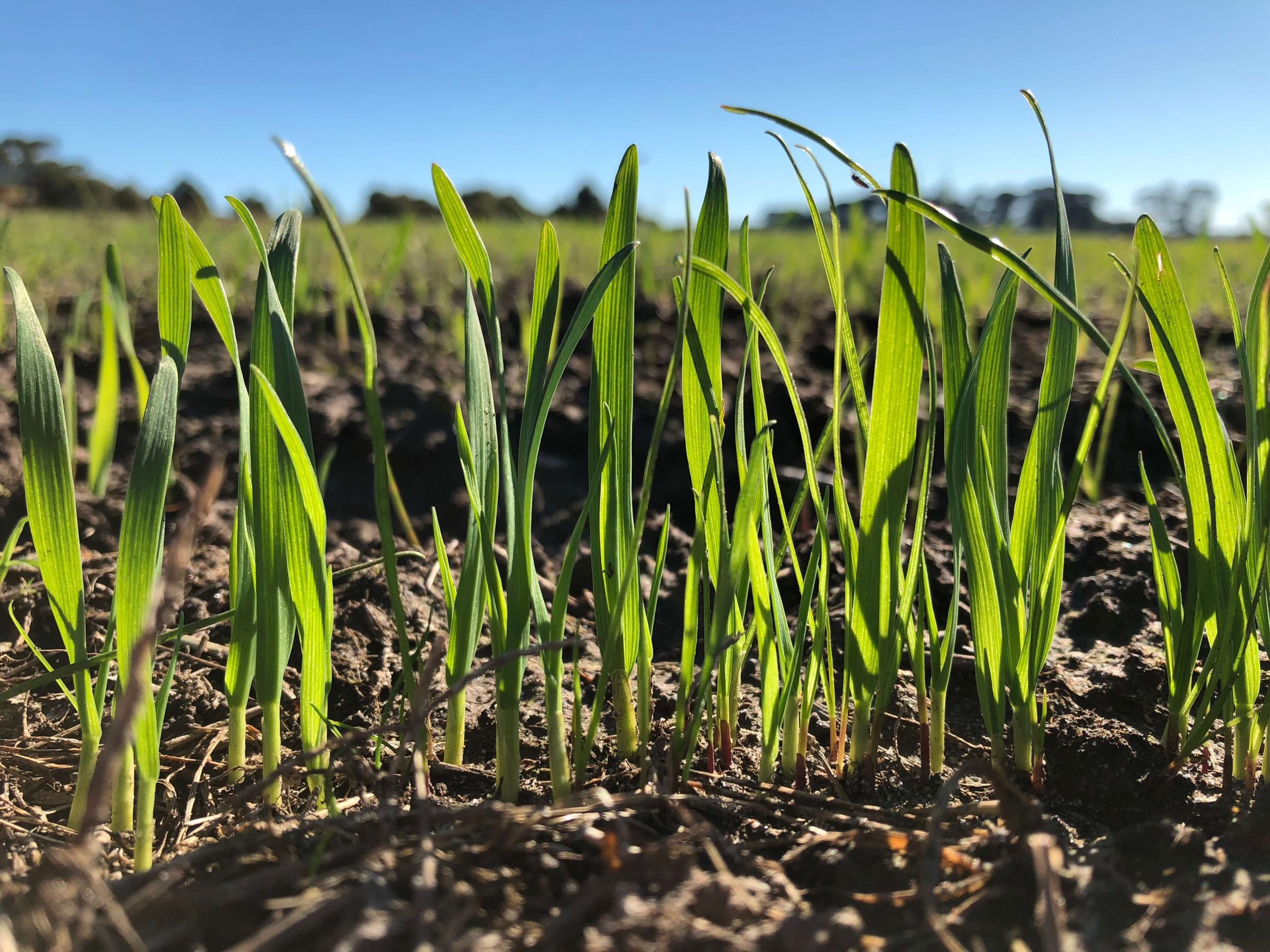 winter forage trial seed site