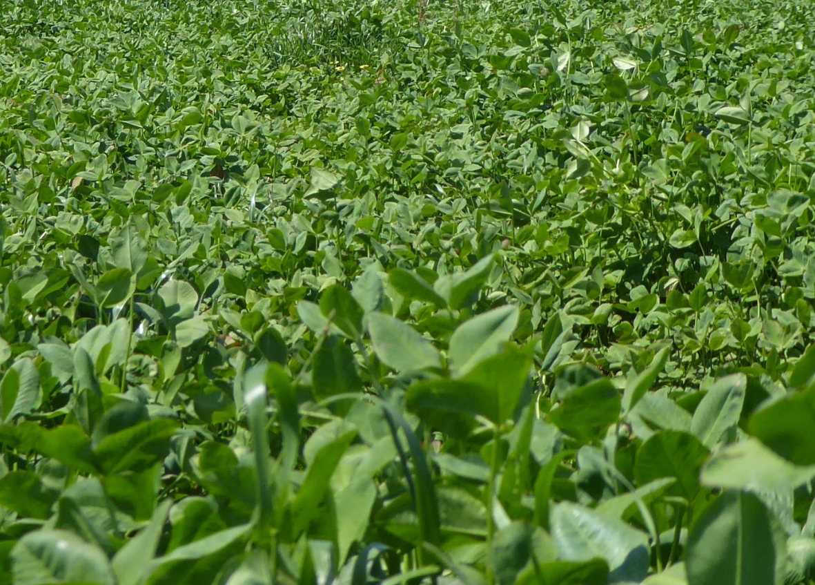 Tooraweenah Pastures Demonstration Site