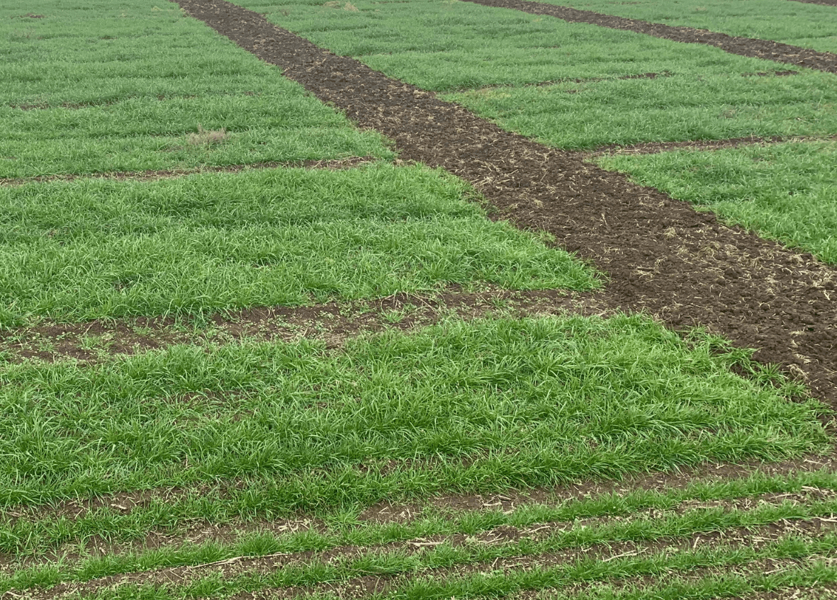 Upper Bingara Pastures Demonstration Site