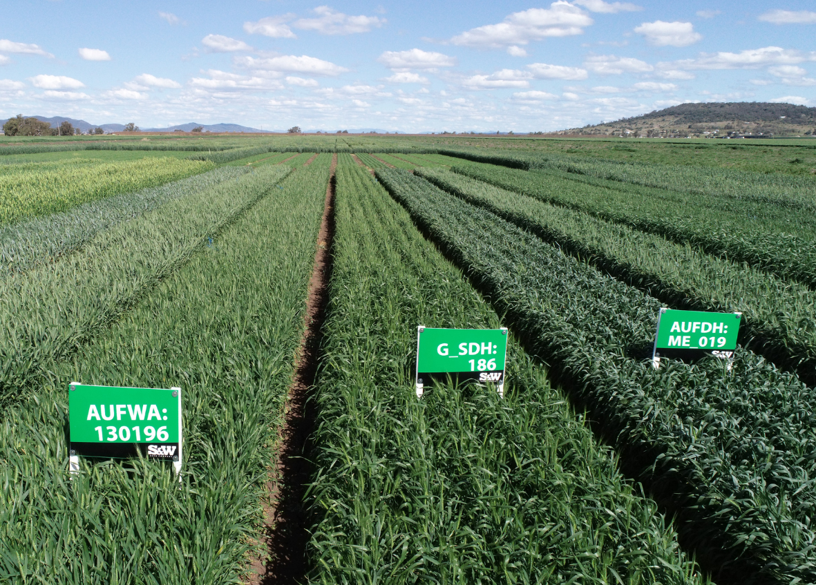 breeza trial site wheat australia