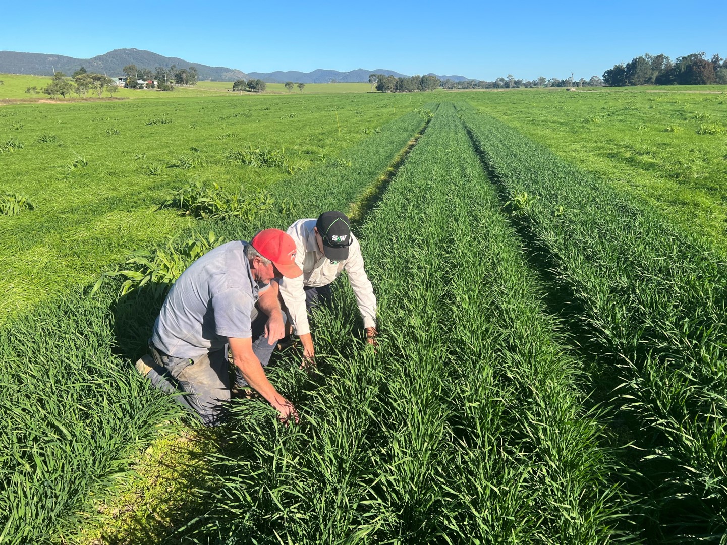 gloucester trial site wheat