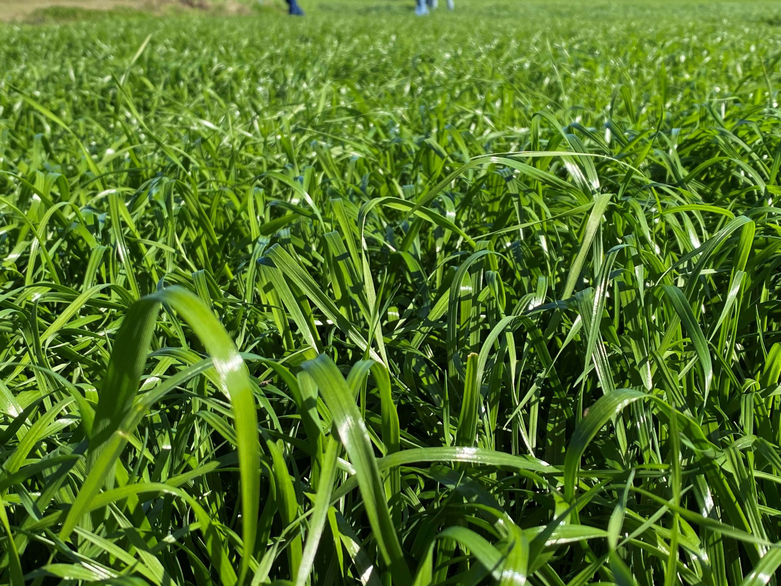 ryegrass trial nsw