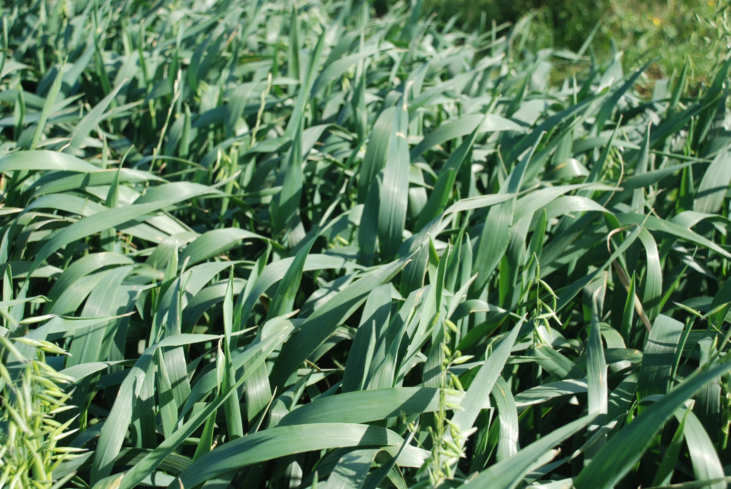 oats demonstration site