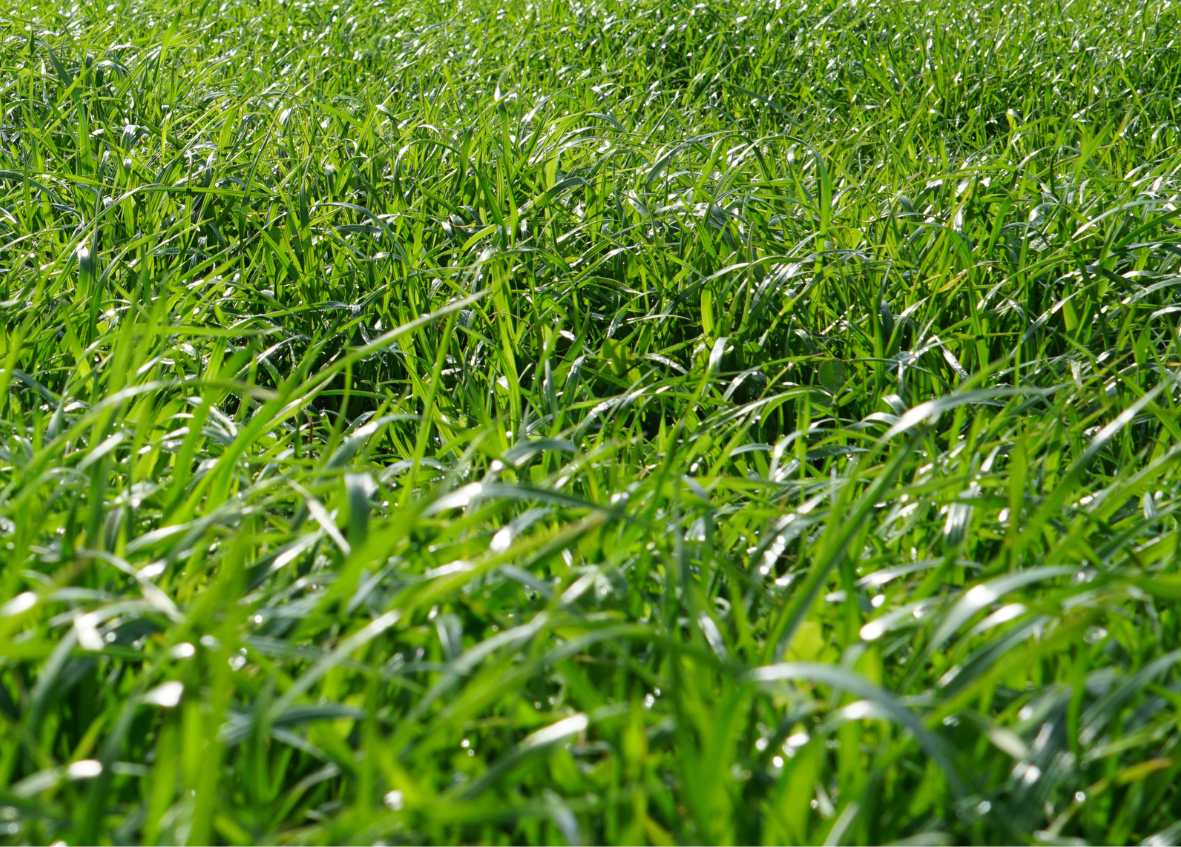 cleve pasture trial site