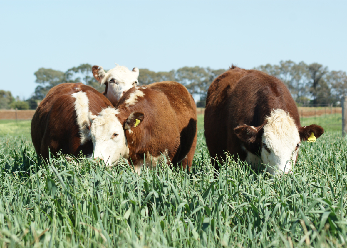 dubbo winter forage demo site