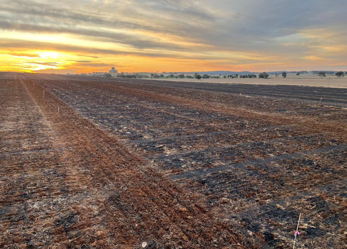 grenfell pastures trial site