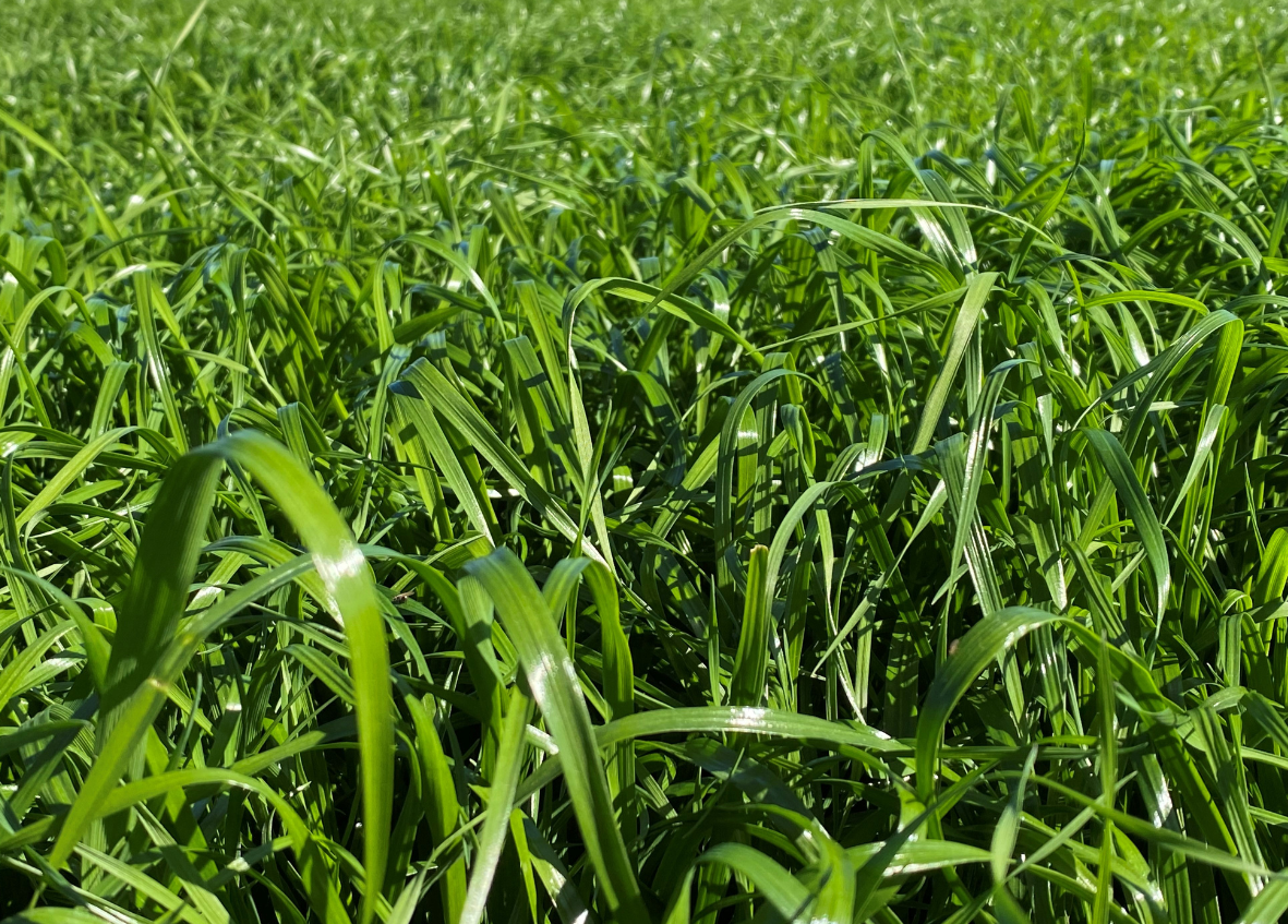 pastures trial site south australia