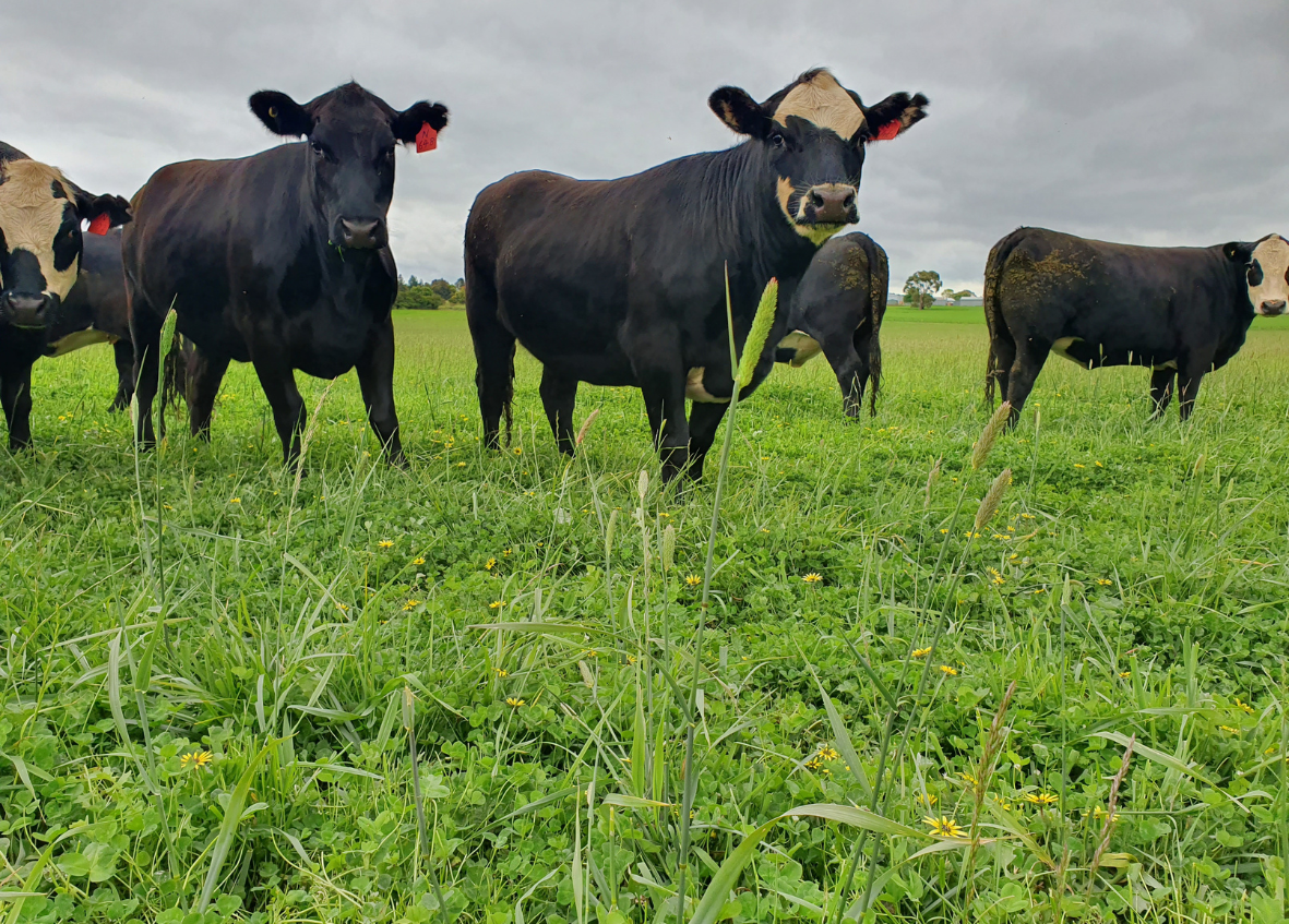 pasture seed blend australia