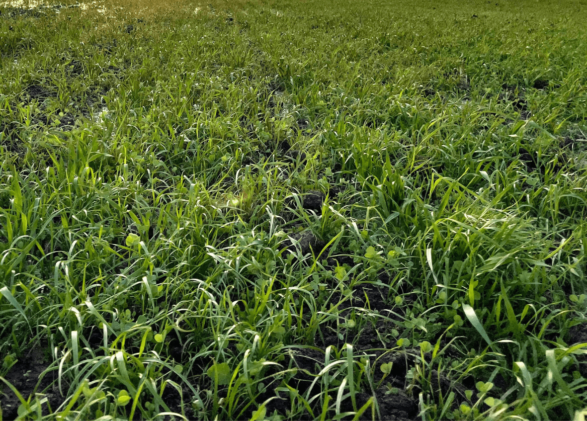 mt gambier demo pastures site