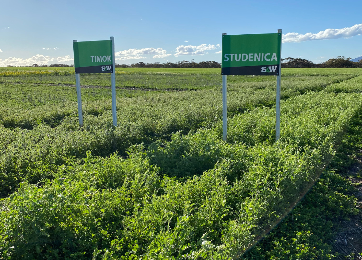 winter forage seed australia