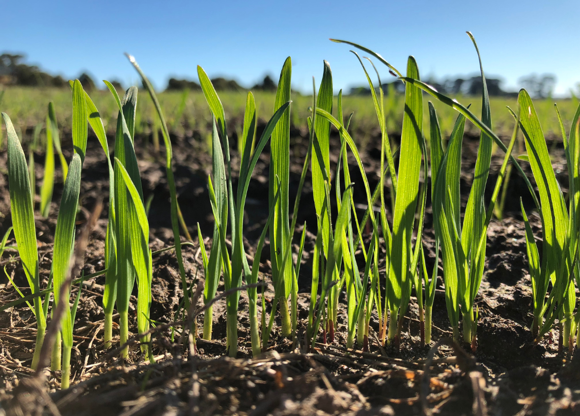 winter forage seed australia