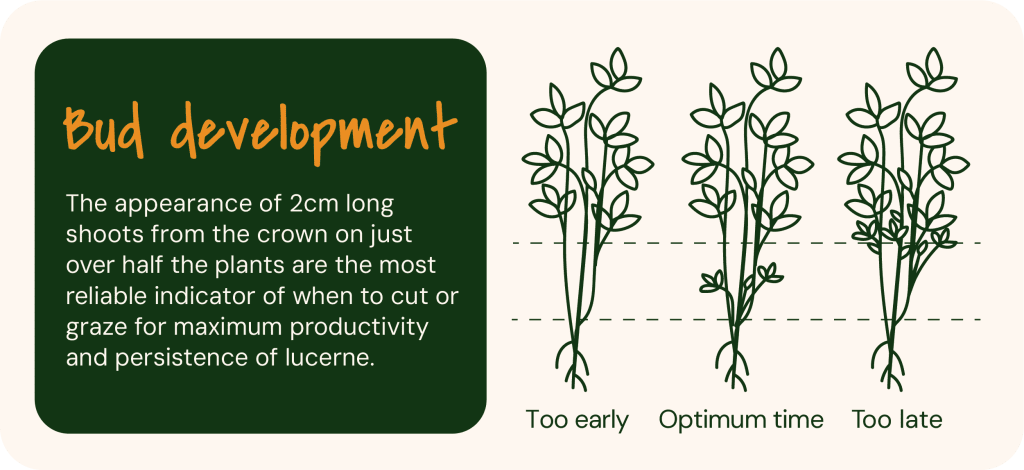 Bud development in lucerne