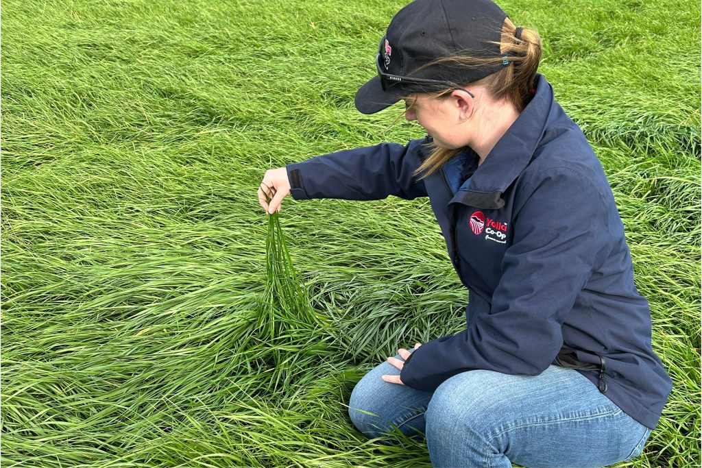 Agronomist Jennah Horton inspects the grass in a paddock