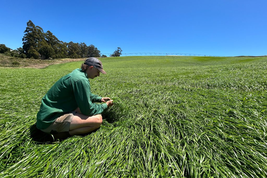 Maheno and Sorrento ryegrass paddock pre-graze in Tasmania