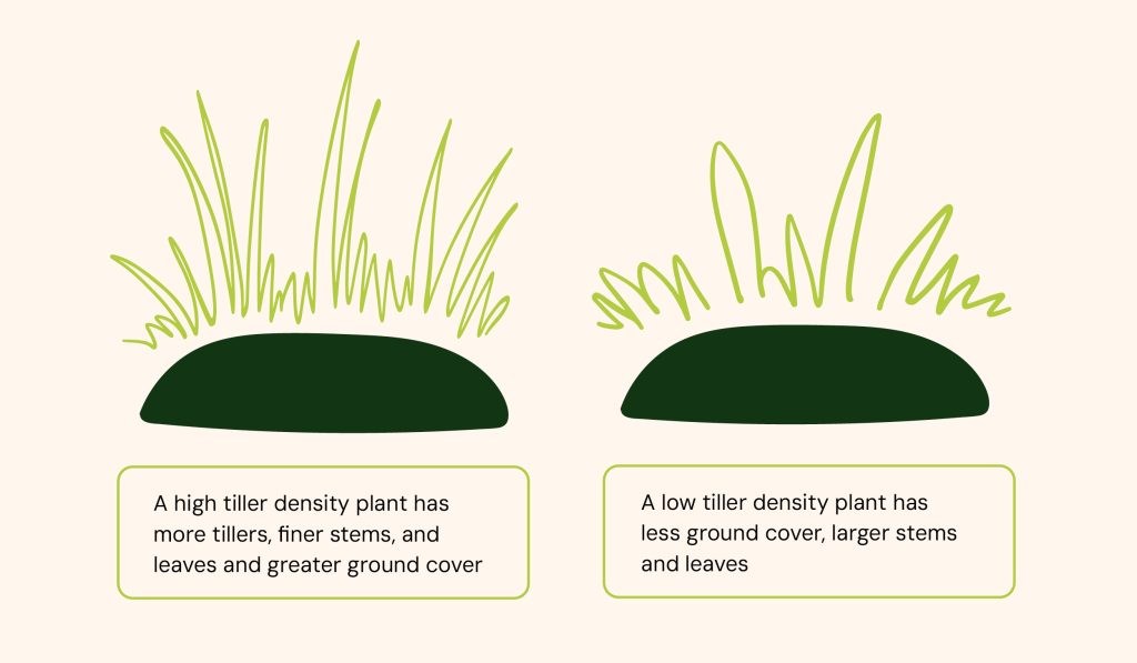 What does tiller density look like?
