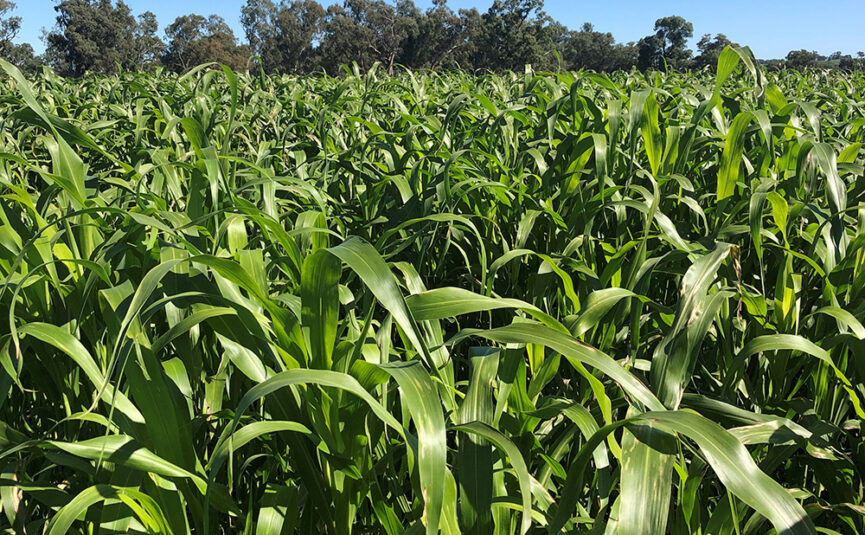an ultra-late flowering sorghum hybrid