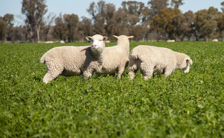 persistent grazing tolerant lucerne