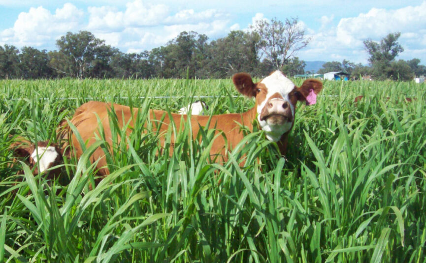 a reliable summer option for quick feed production.