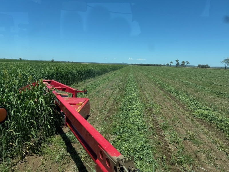 Cutting Fine As forage sorghum for hay