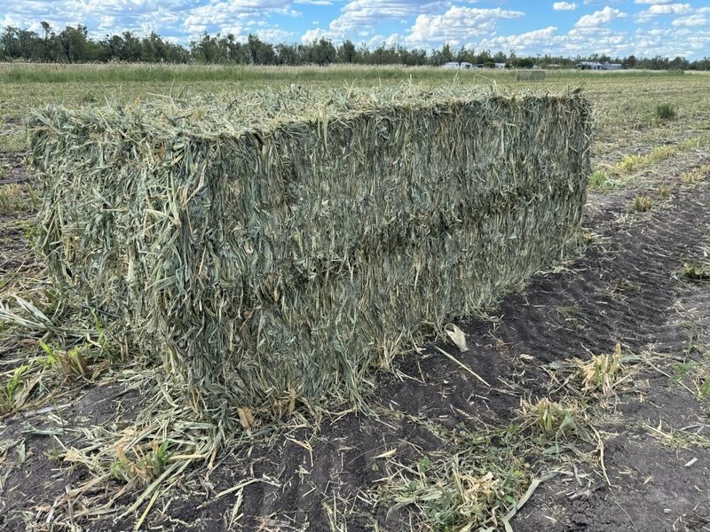 Fine As forage sorghum baled for hay