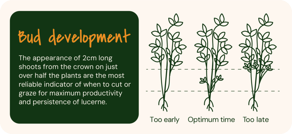 Bud development in lucerne