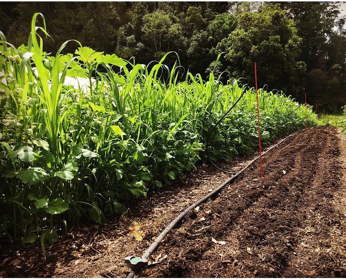 Customised annual cover crop blend