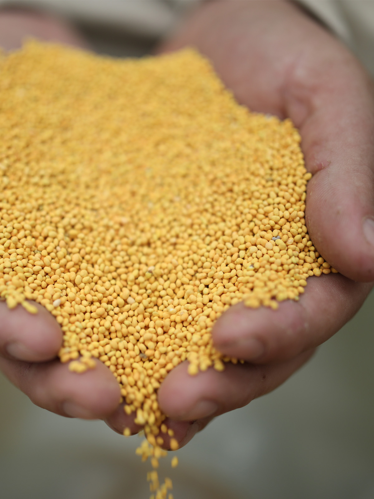 what's the best pasture seed treatment