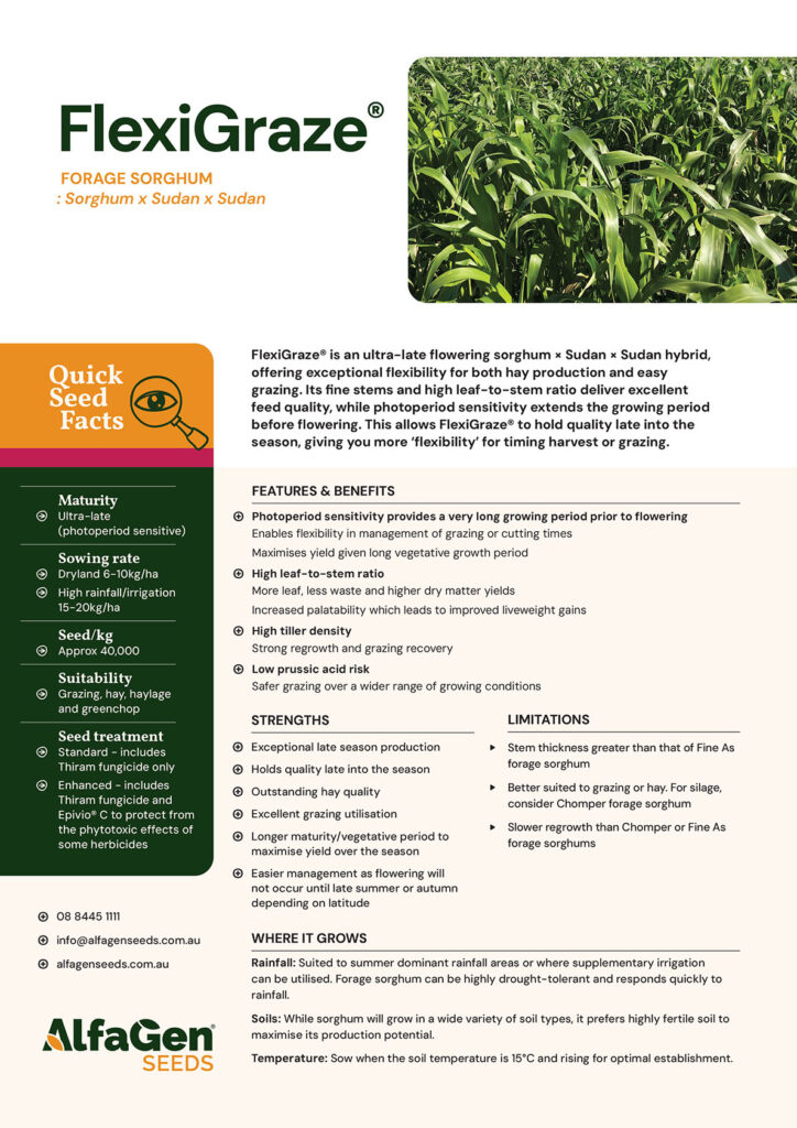 an ultra-late flowering sorghum hybrid