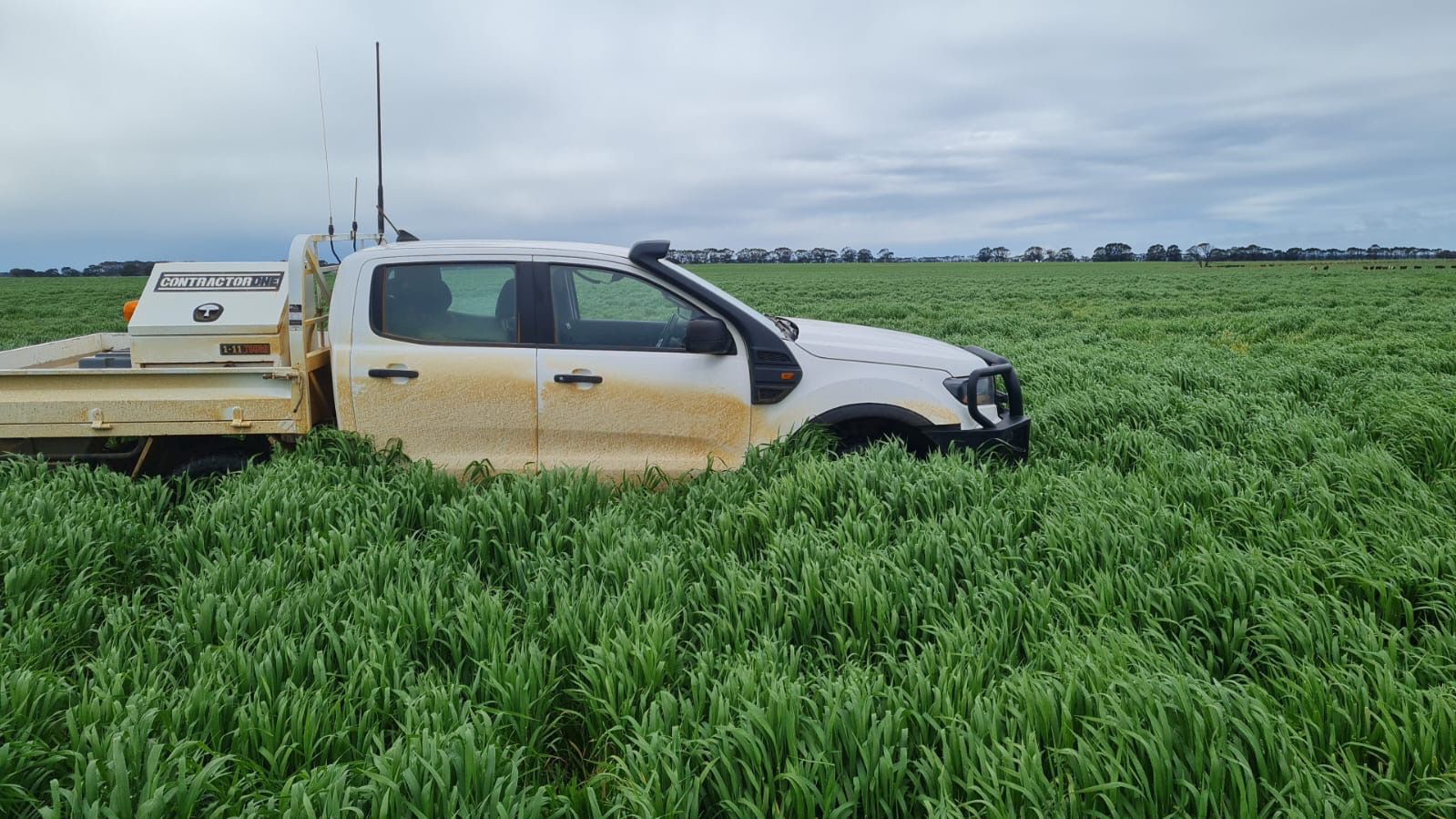 Exceptional forage barley in Australia