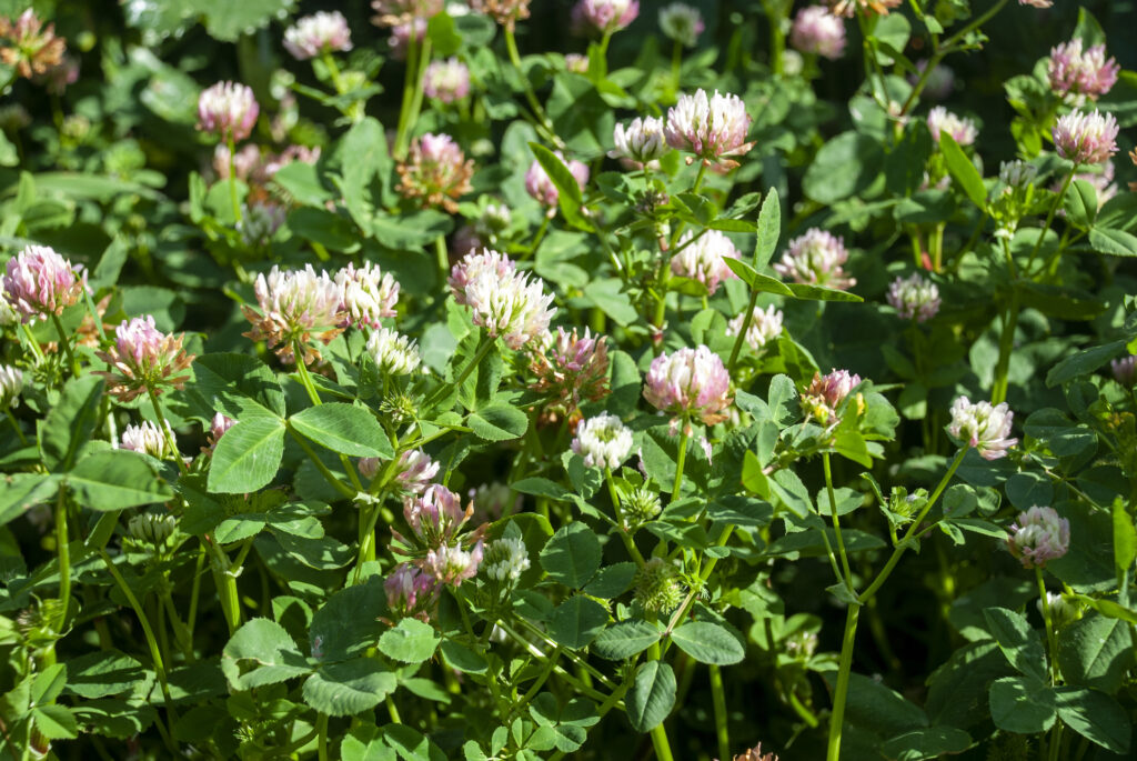 clover for pasture mixed swards