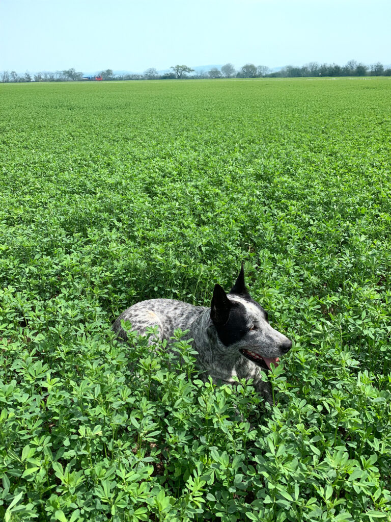 Why should i choose lucerne for my farm?