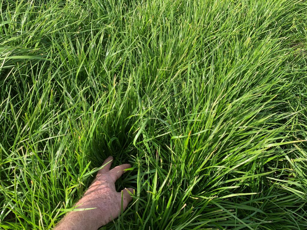 Pasture grass for cows to graze