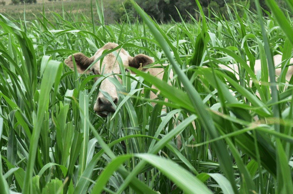 FlexiGraze photoperiod sensitive sorghum