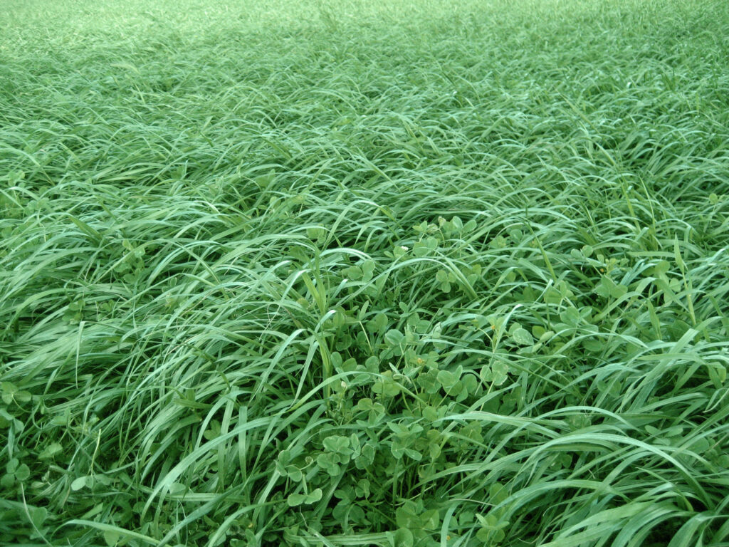 Clover and ryegrass blend