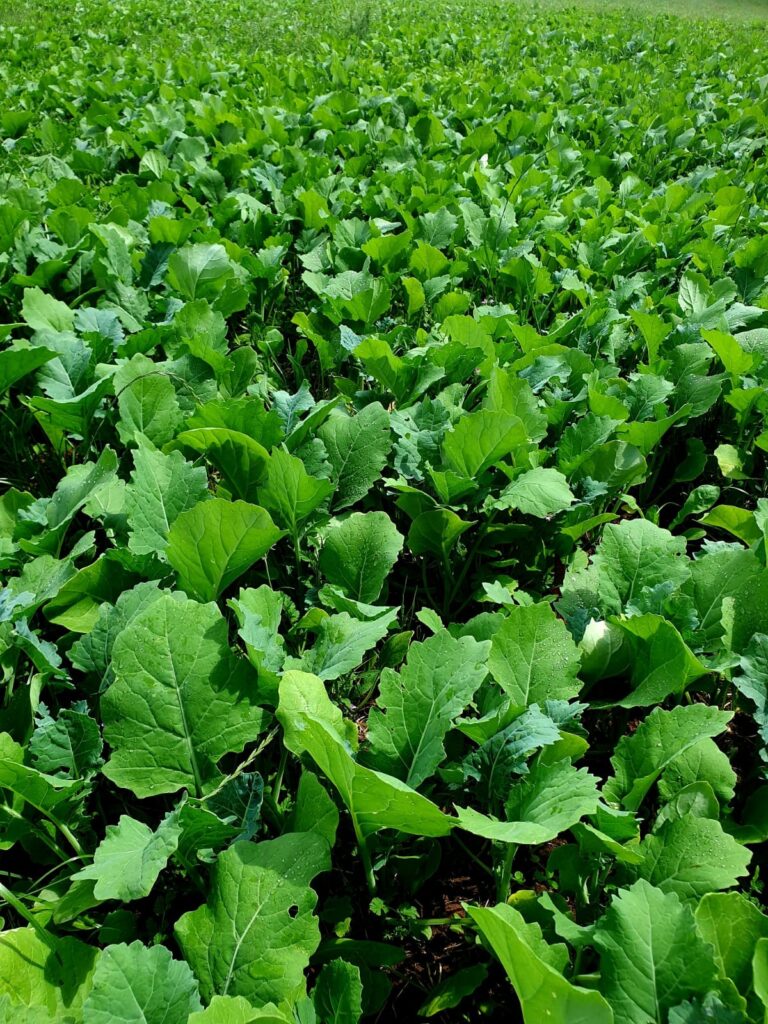 hybrid forage brassica for cold climate
