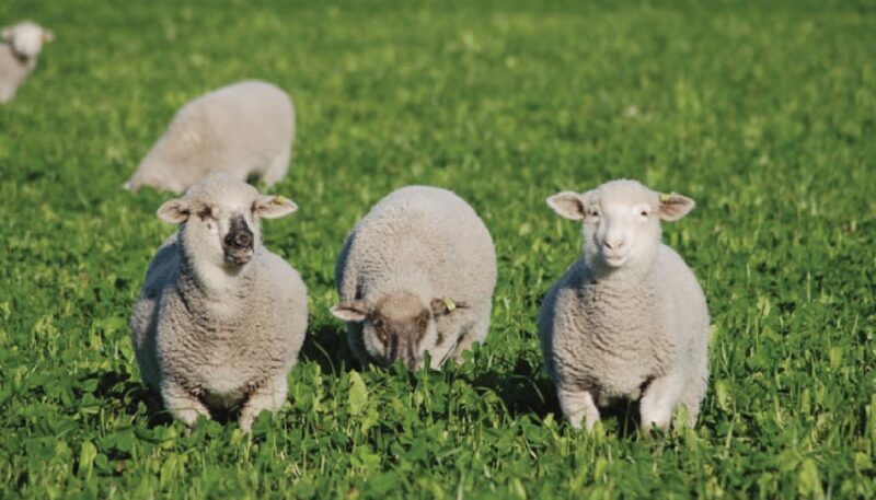 Ewes grazing in Compass Chicory Penola, SA