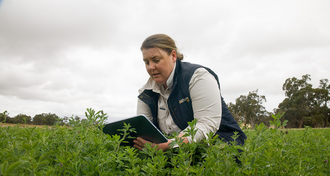lucerne breeding alfagen