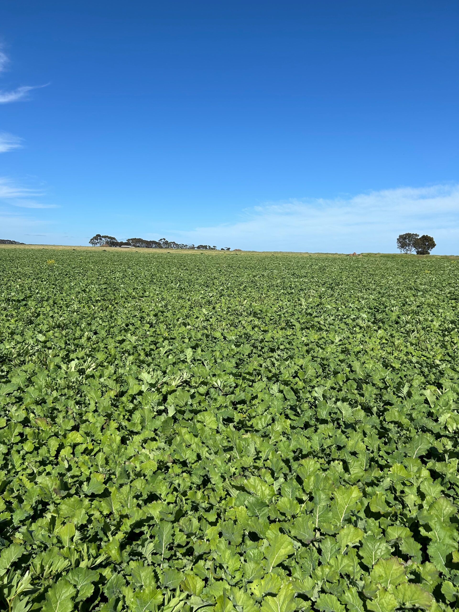 Spring forage max sowsmart